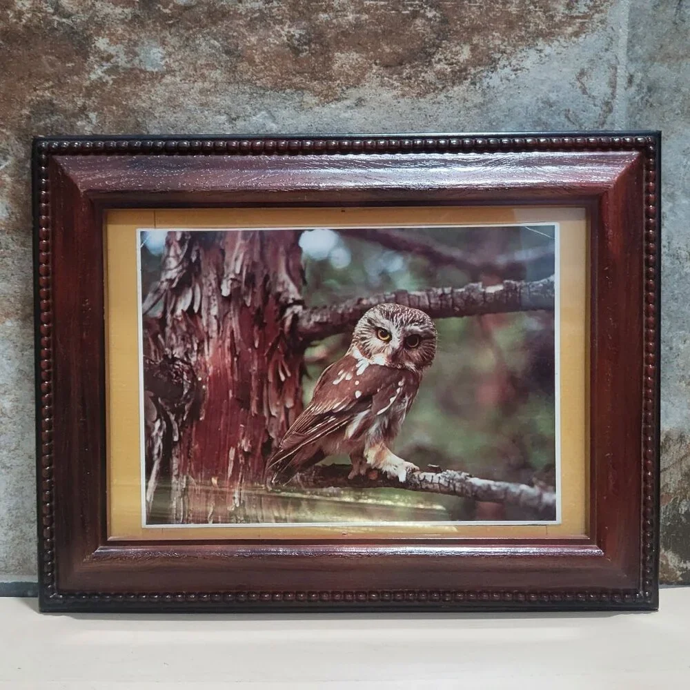 Vintage Framed Boreal Owl Photograph Boreal Treasure Thomas D Mangelsen